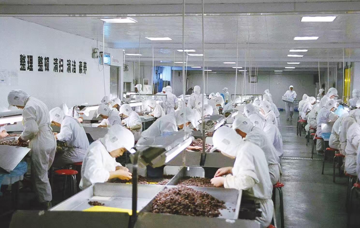 丰诺合作工厂葡萄干挑选车间